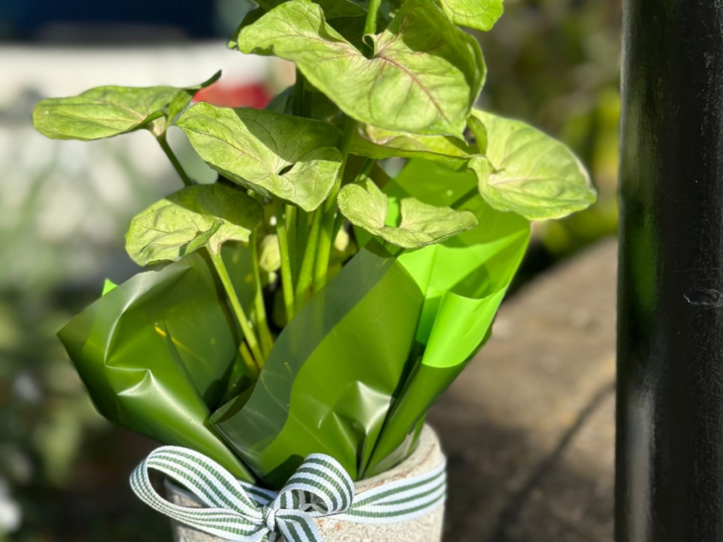 plant gifting and corporate gifting