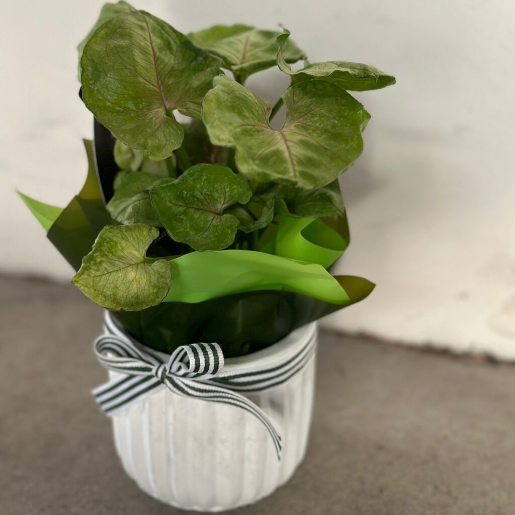 plant gifting and corporate gifting