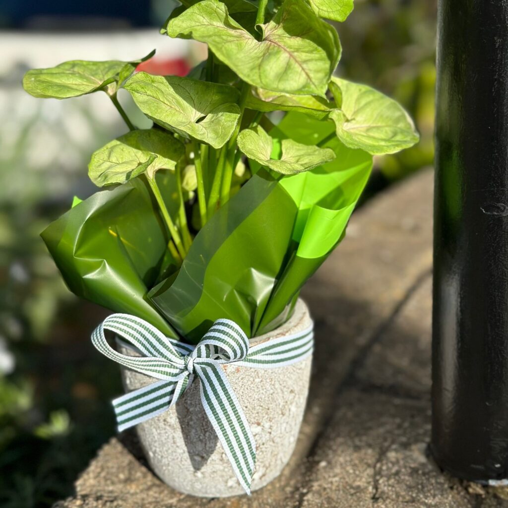 plant gifting and corporate gifting