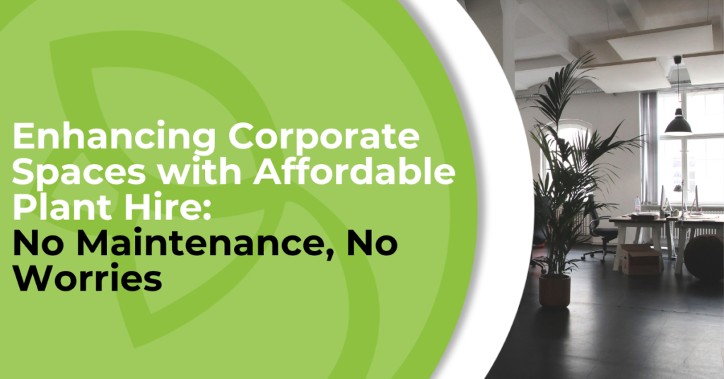 Enhancing Corporate Spaces with Affordable Plant Hire: No Maintenance, No Worries